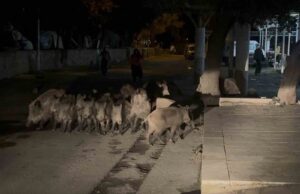 Bodrum’da domuz sürüsü mahalleye indi