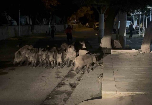 Bodrum’da domuz sürüsü mahalleye indi
