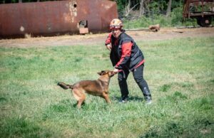 Muğla’nın arama kurtarma köpekleri Tayga ve Foxy görev yeterlilik sınavını geçti