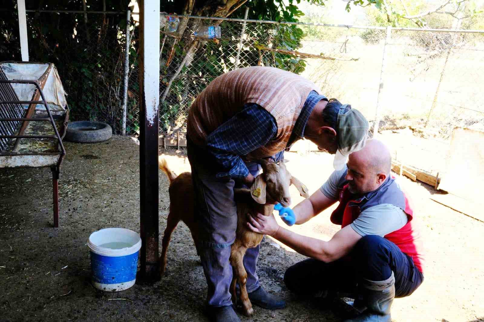 Muğla’da hayvan sağlığı ile mücadele çalışmaları devam ediyor
